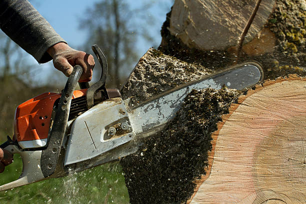 Professional Tree Services in Hastings On Hudson, NY
